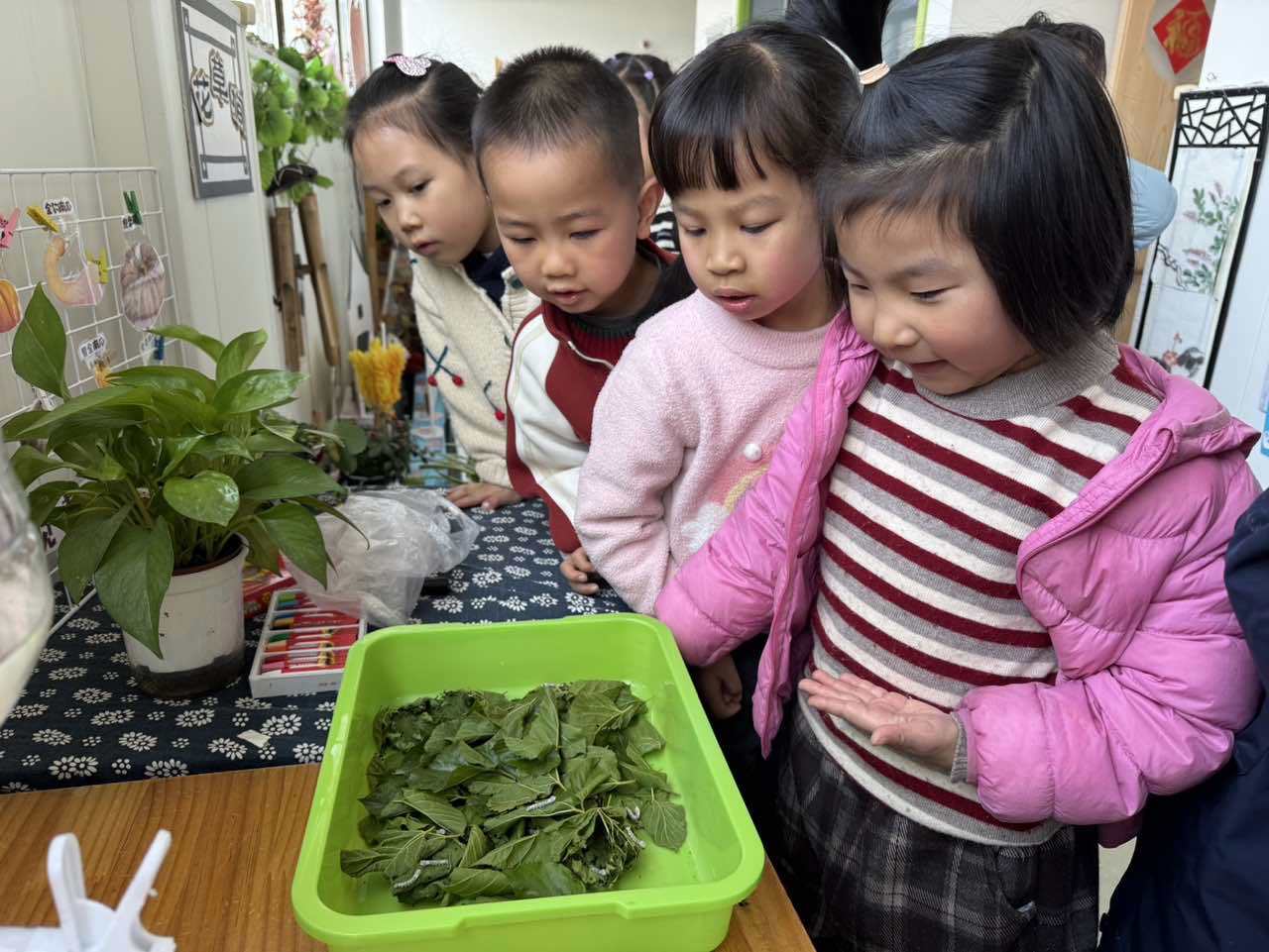 观察蚕